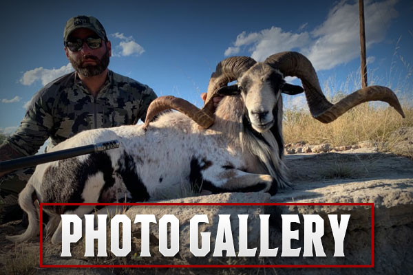 Photo Galleries Big Country Exotics Photo Galleries
